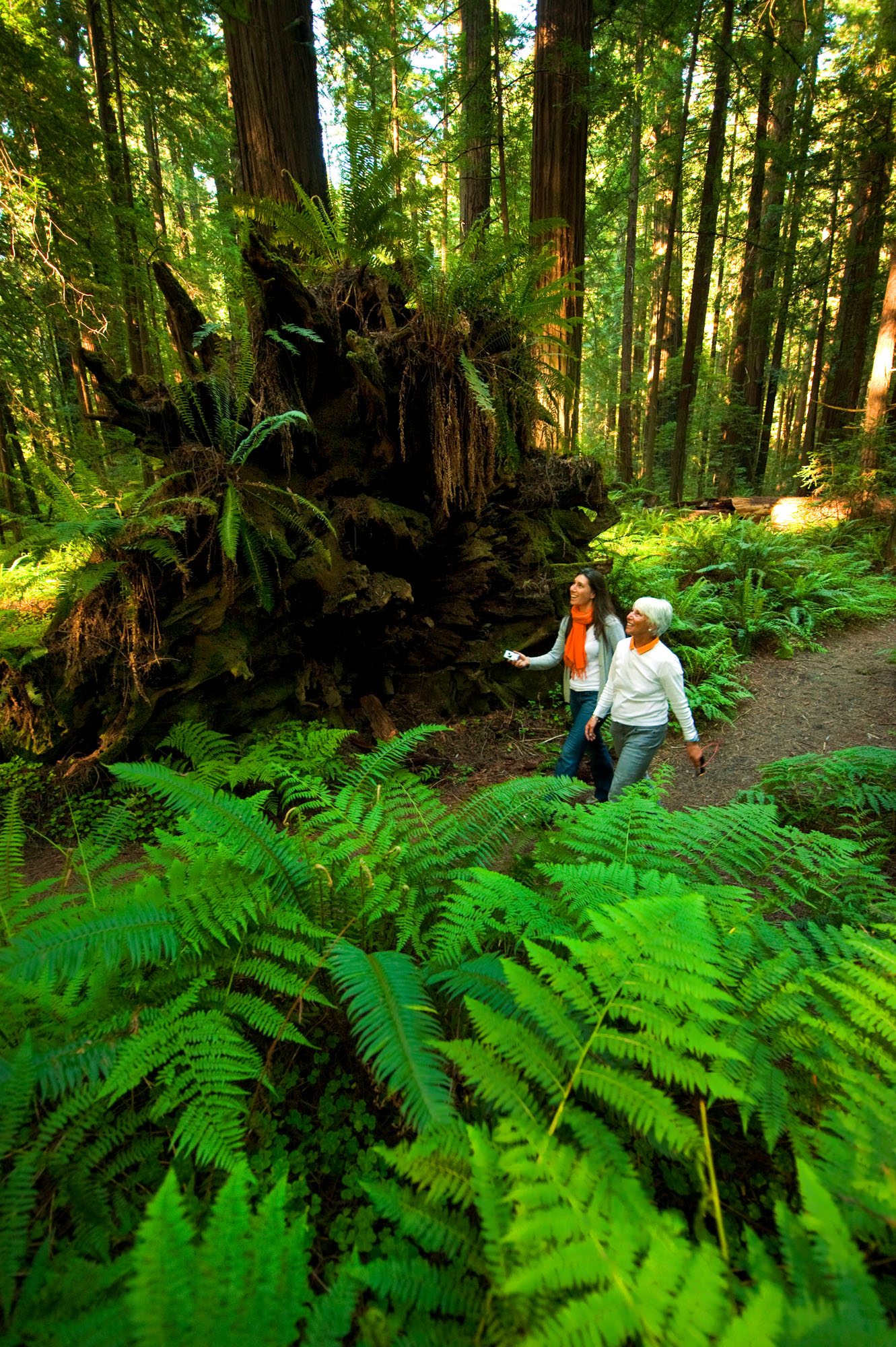 With ferns in the foreground, two women look into the canopy as they hike along a dirt trail