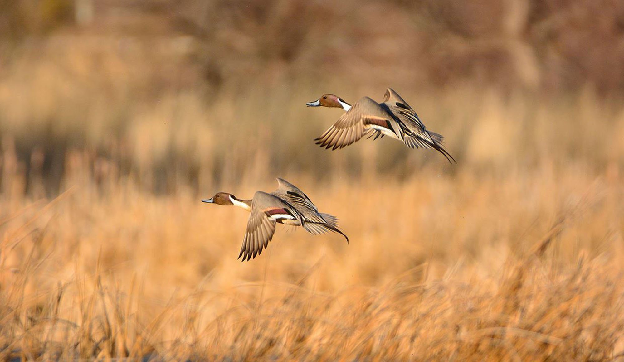 Two pintail ducks in flight in bright sunlight over a grassy area